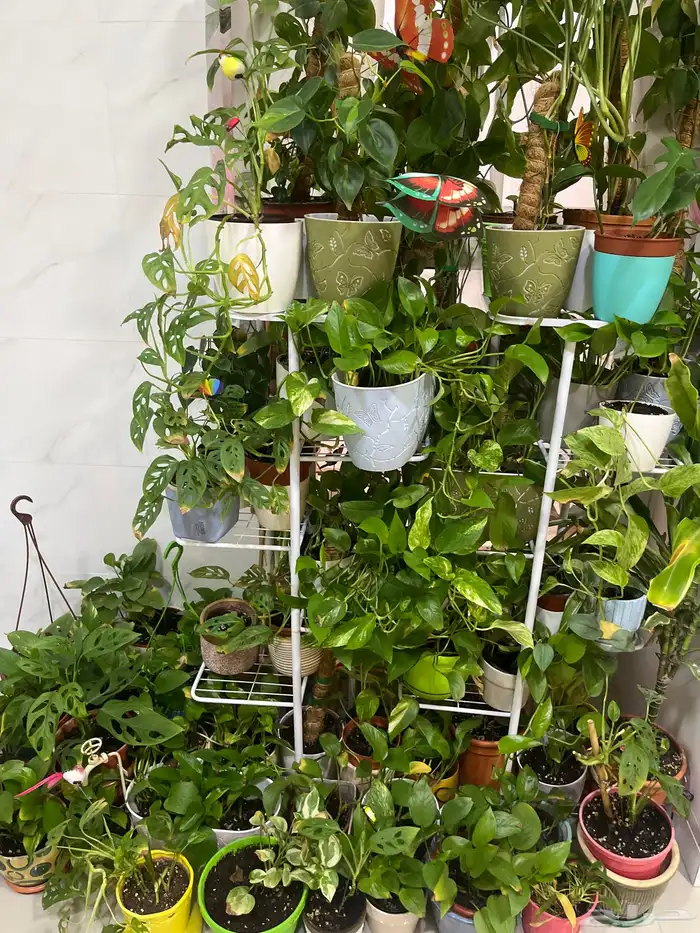 زرع داخلي مختلف الانواع وسعروا طيب جدا 0