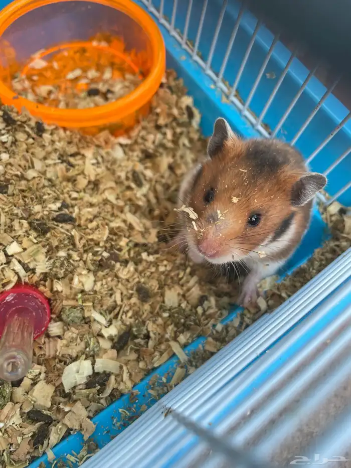 هامستر للبيع مع القفص 1