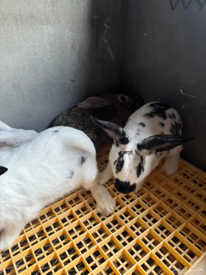 امهات ارانب للبيع 7