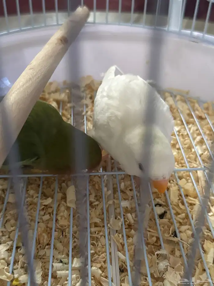 طيور روز للبيع ع السوم 1