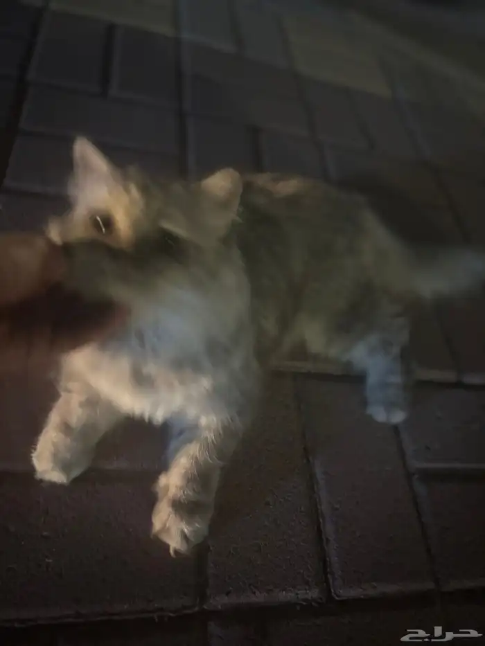 حصلت قط ضائع 3