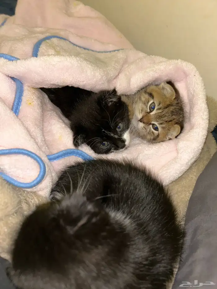 قطط سكوتش فولد صغار مع امهم للبيع 3