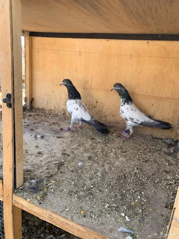 حمام بكستاني 22