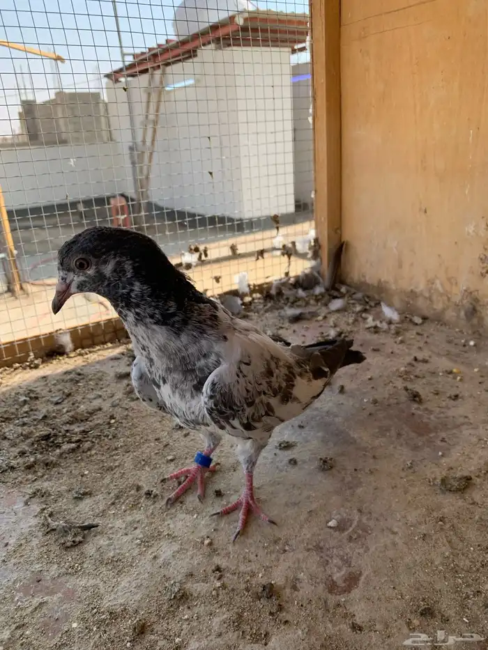 حمام بكستاني 10