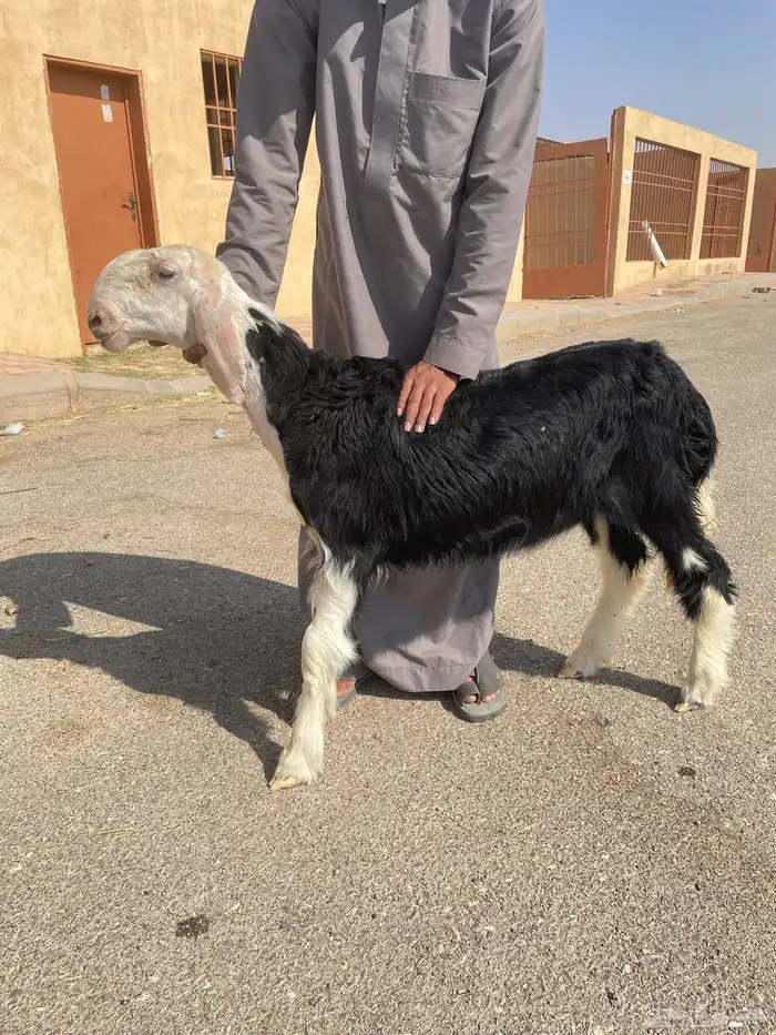 الرخال نجد صنف 1