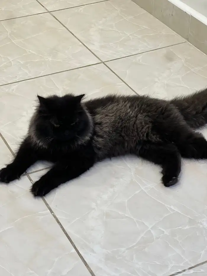 قطوه للتبني 2