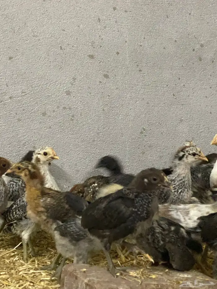 صيصان بلدي وفرنسي للبيع 10