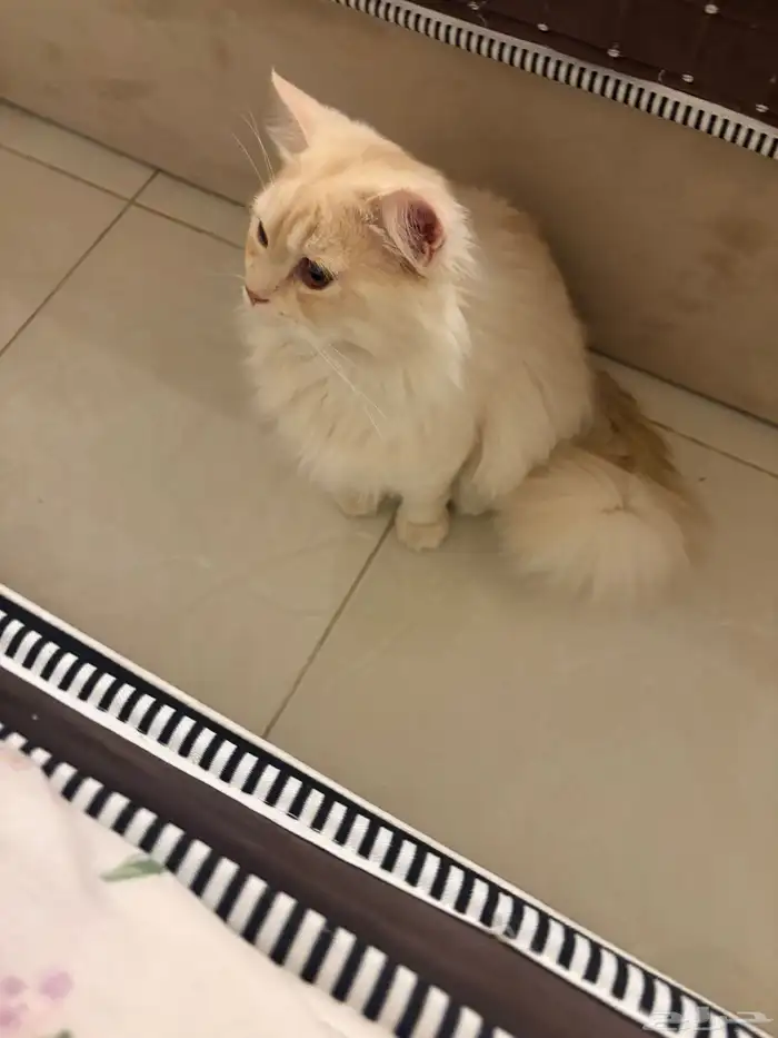 قط ذكر للتزاوج 0