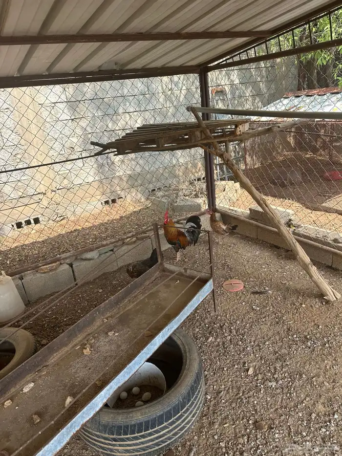 دجاج بلدي حضان 3