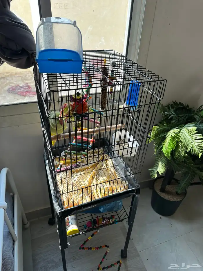 ببغاء الدرة 5