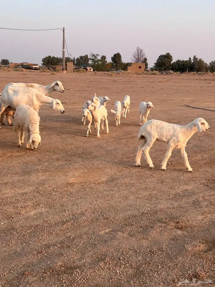 مراح حريات مواليد ولد 14