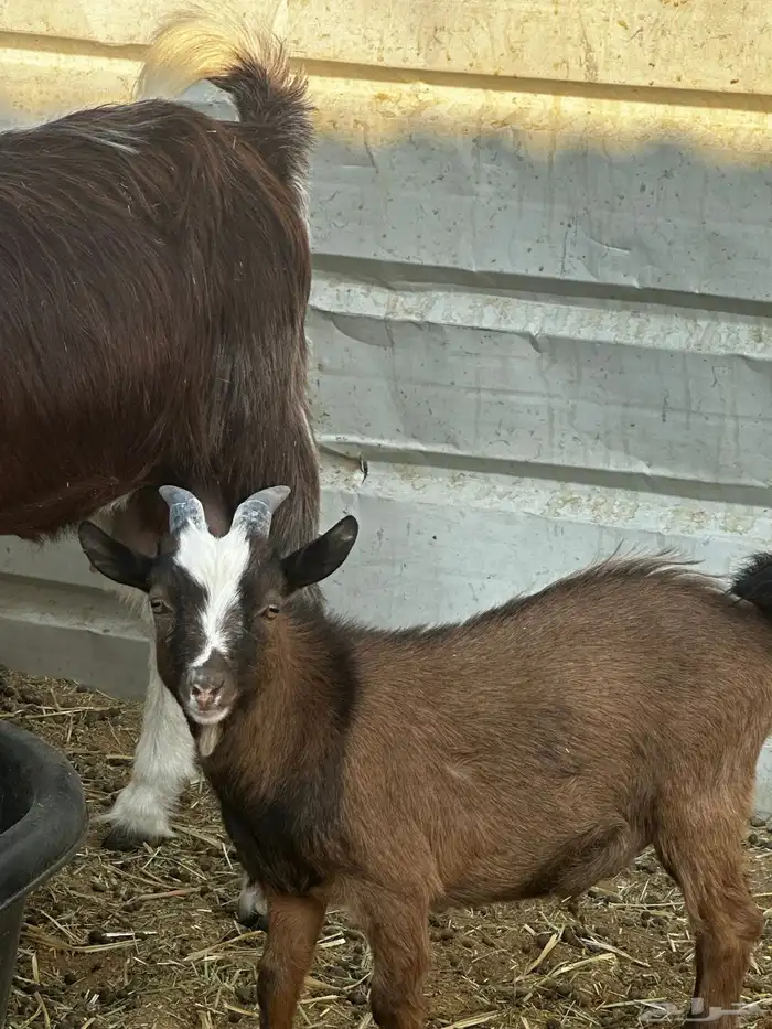 معز غزم العداد ثنين معزه وثلاثه تيوس ودفيع المعزه 2