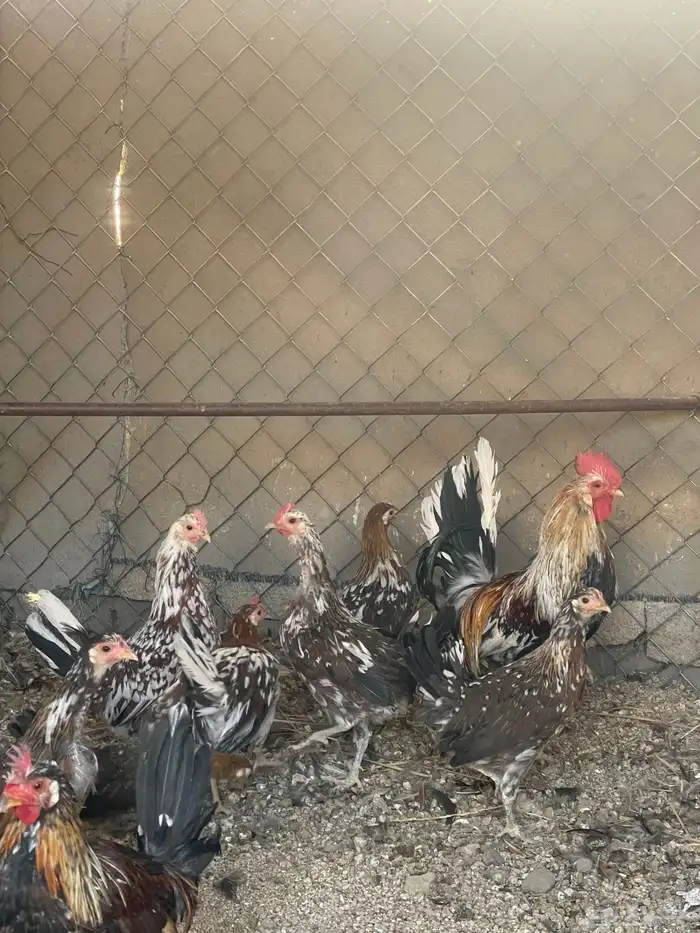 للبيع دجاج ماكنتوش حضان اصيل 4