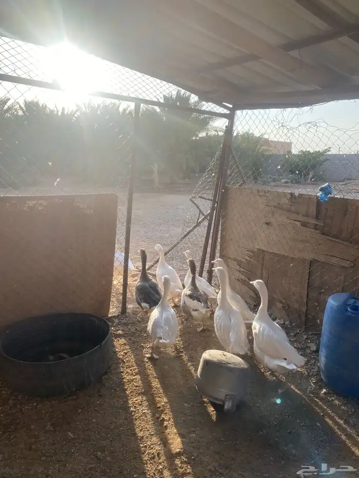 وز بلدي للبيع 3