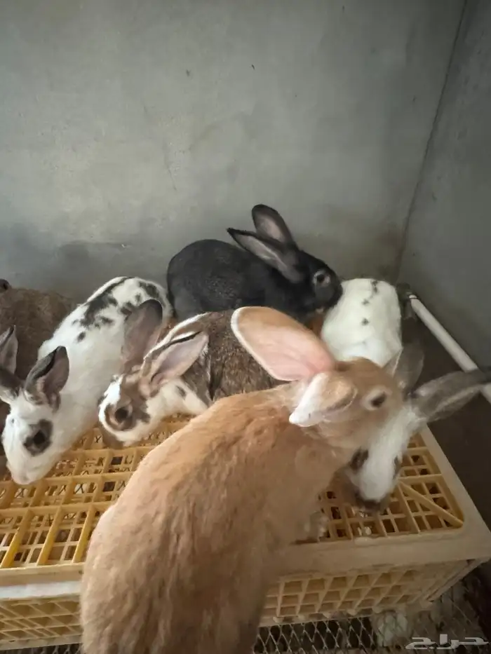 امهات ارانب للبيع 0