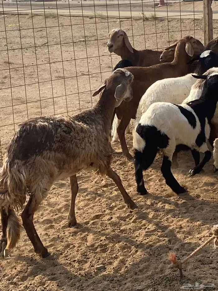 ضان سواكن خلفات 5