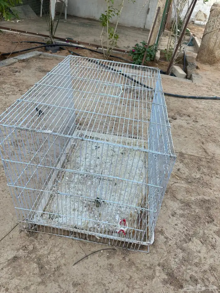 شبوك طيور 600-601 كناري 0