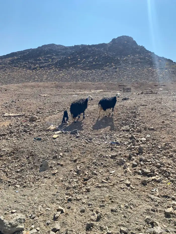 نعاج نجديات للبيع 2