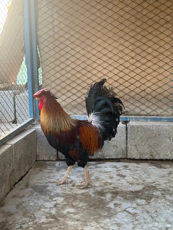 ديك فري جرم كبير التفاصيل في اعلاني السابق 8