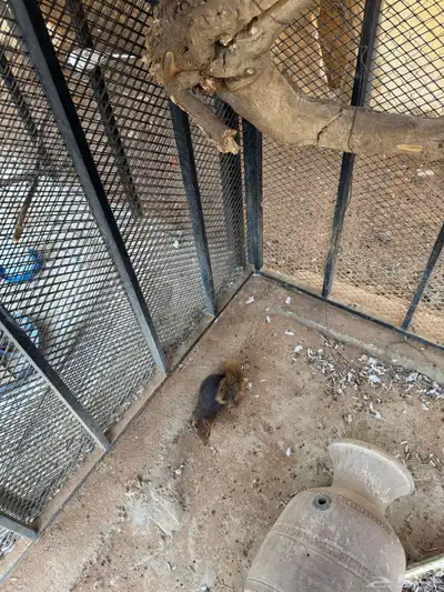 سناجب للبيع index