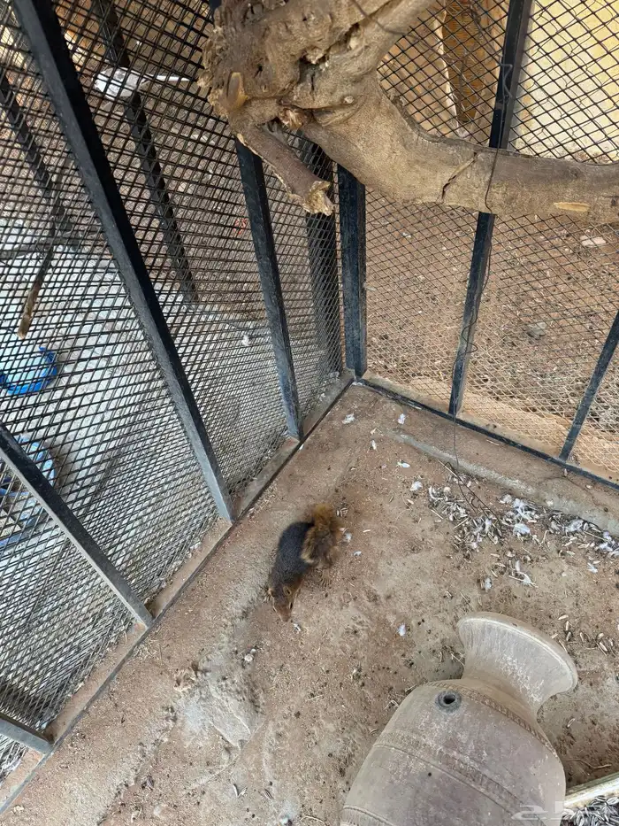 سناجب للبيع 3