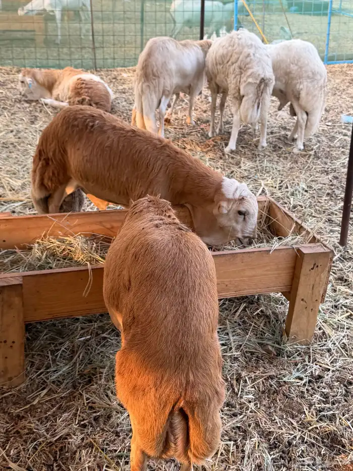 طليان رفيدي 2