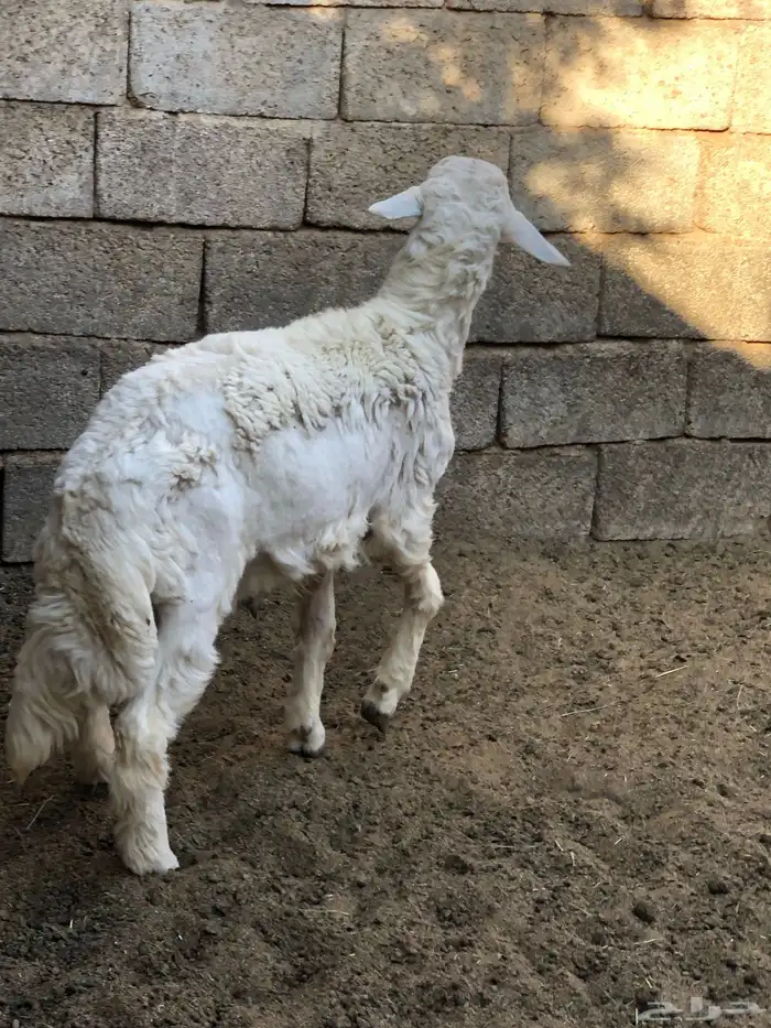 خروف نظيف ومن مراح طيب 1