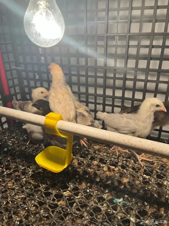 صوص فيومي وبلدي عمر اسبوعين 7