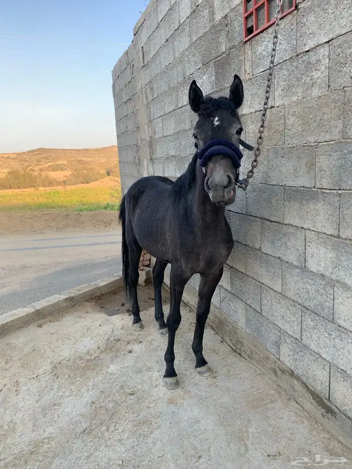 مهره للبيع 1