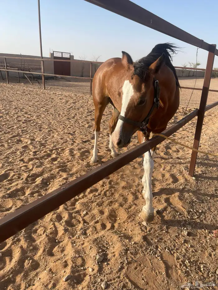 مهره العمر 3 سنوات الأب واهو الام شعبيه للبيع 0