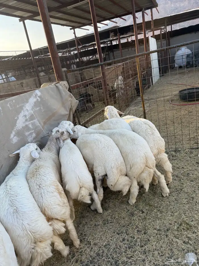 طليان وتيوس ذبايح نظيفه ع الشرط ( سلخ وتوصيل ) 8