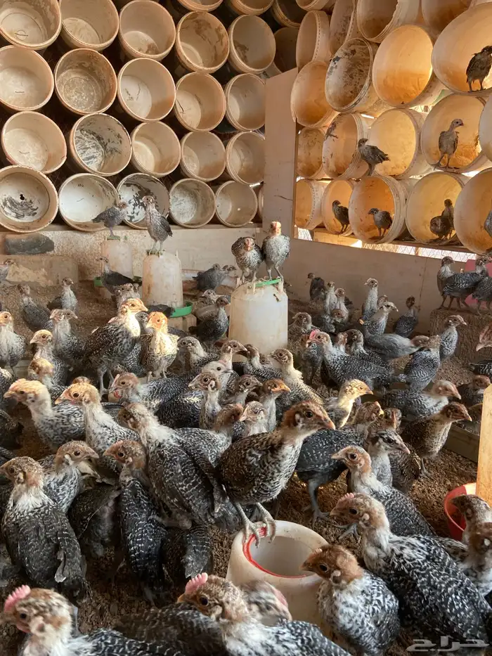 دجاج فيومي شبابي بالحناكيه 3