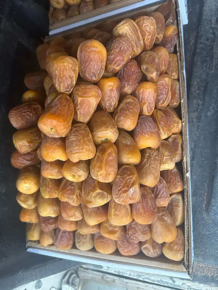 سكري نوادر ملكي مفتل و جلكسي 5