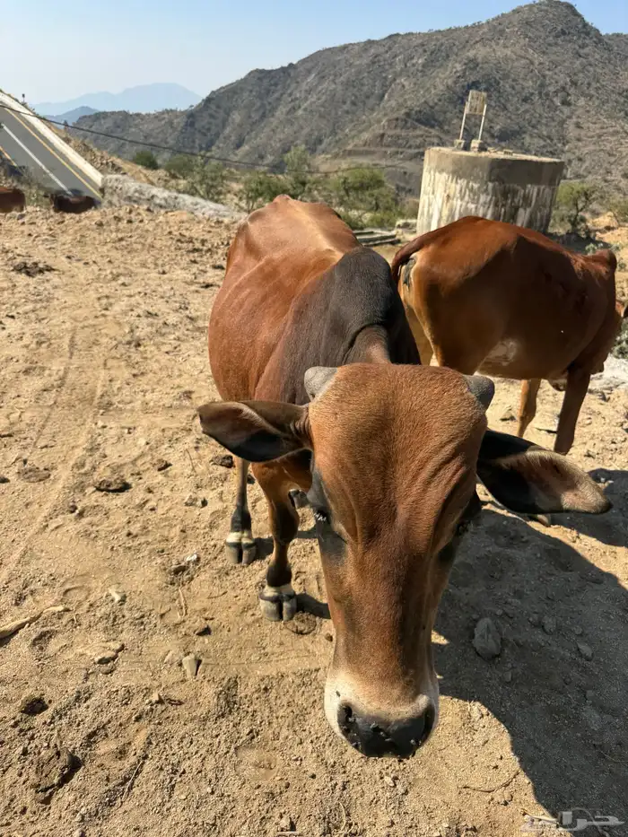 للبيع حسيل العمر سنه ونص 1