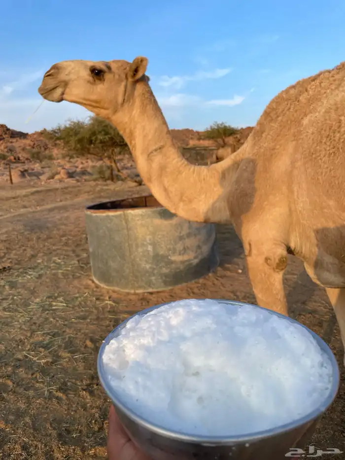 خلفه حمراء بكر 3