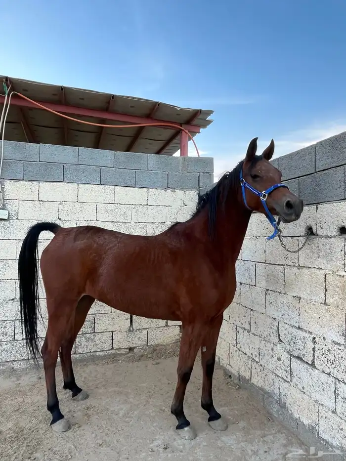 فرس واهو كفو 6