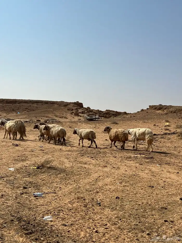 غنم نعيم مضاريع 10