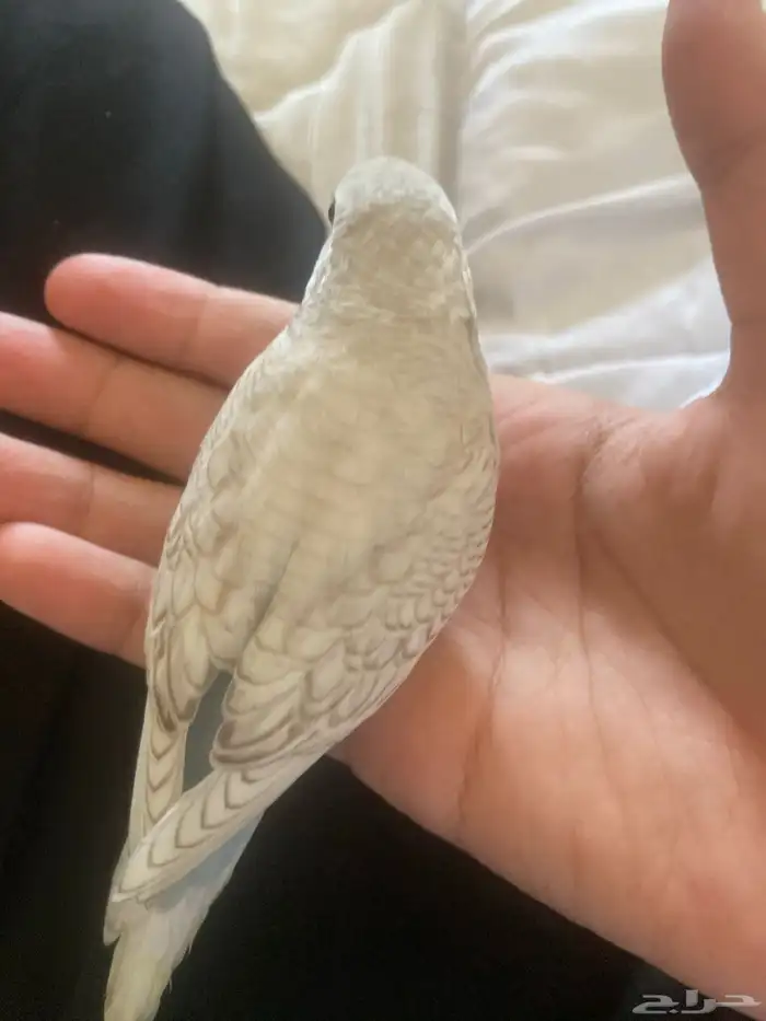 فرخ بادجي اليف جدا الوان رائعه 5