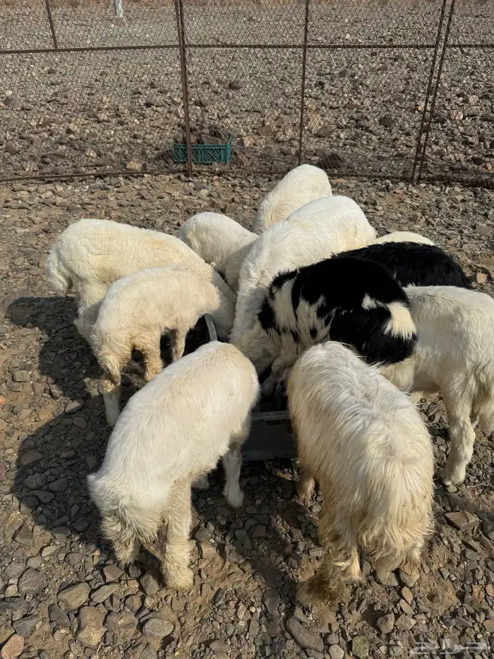 للبيع طليان ورخال 1