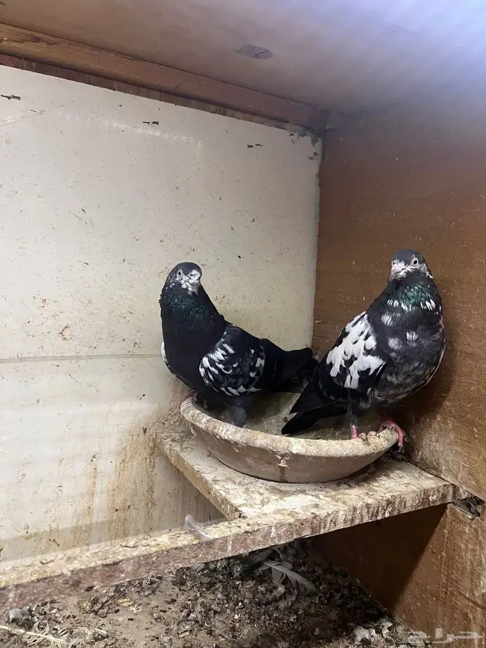 حمام باكستاني 3