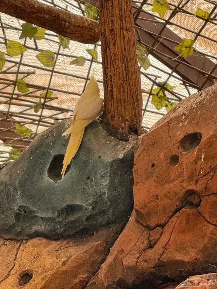 طيور للبيع 17