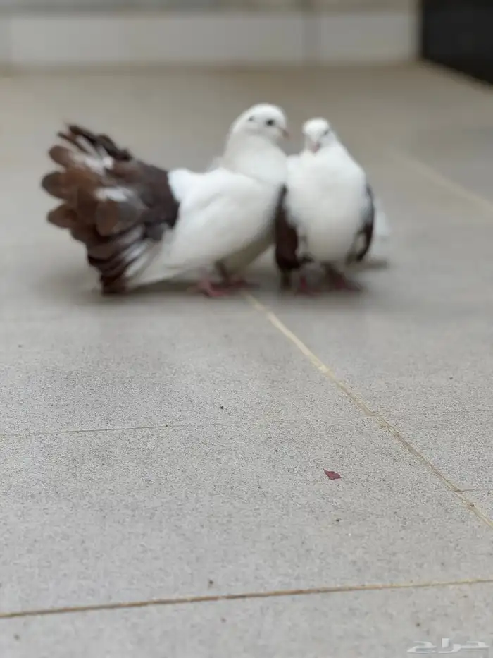 ( حمام هندي   مربى تربية نظيفه ) 1