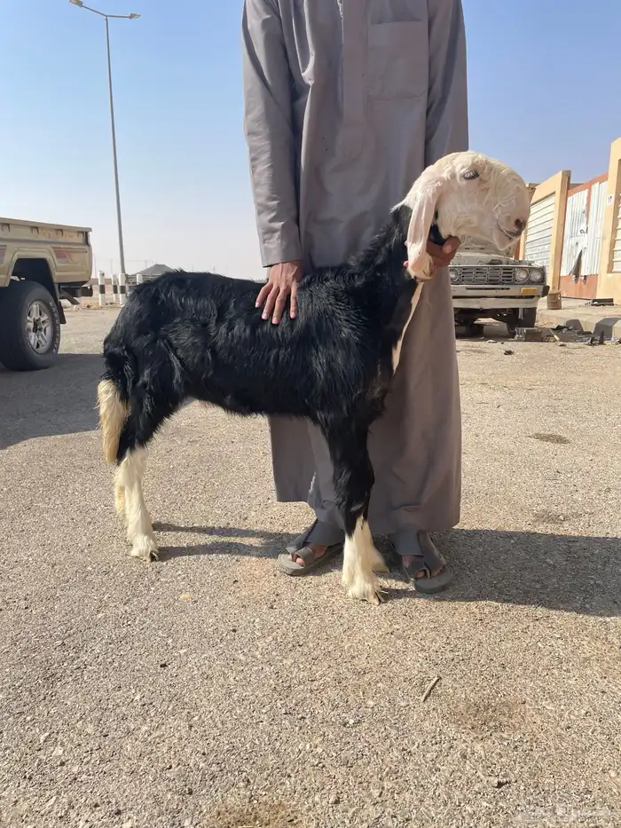 الرخال نجد صنف 0