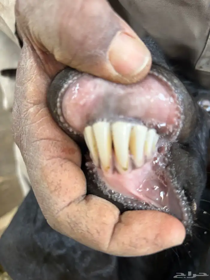 للبيع معزا دفيع ومضاريع 9