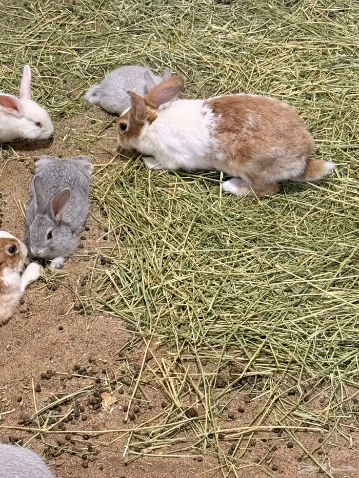 ذكور ارانب للبيع تم البيع 2