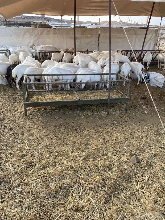 رخال رفيديات جذعات ولد ودفيع 2