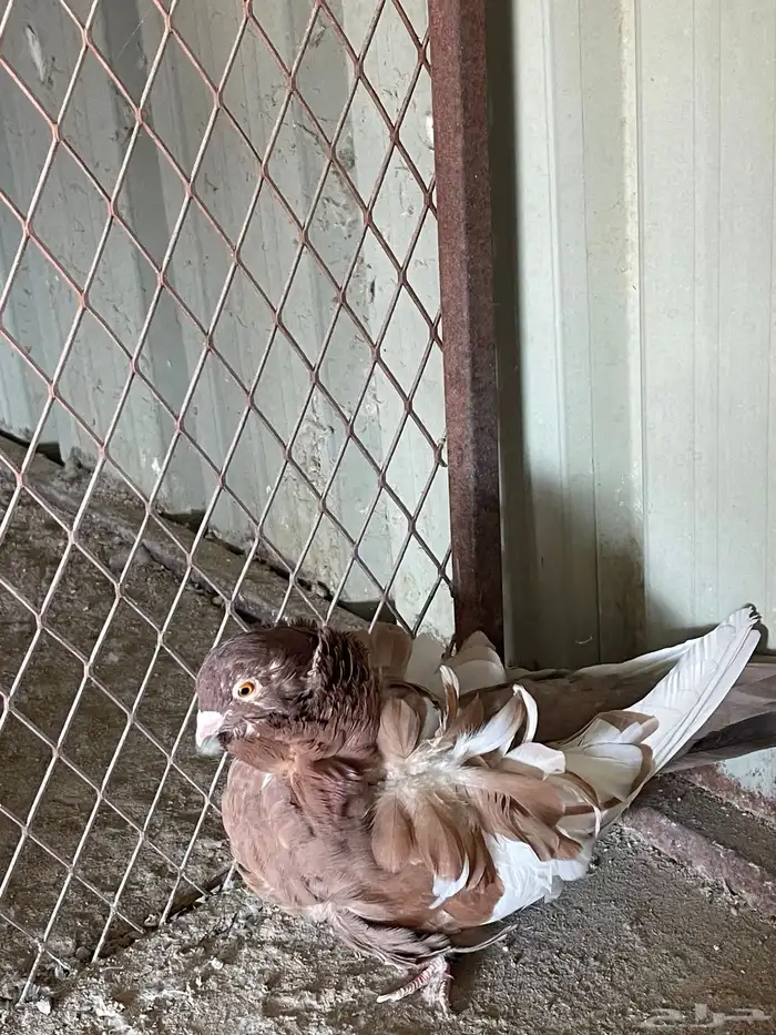 للبيع زوج كشكي  تب التب 5