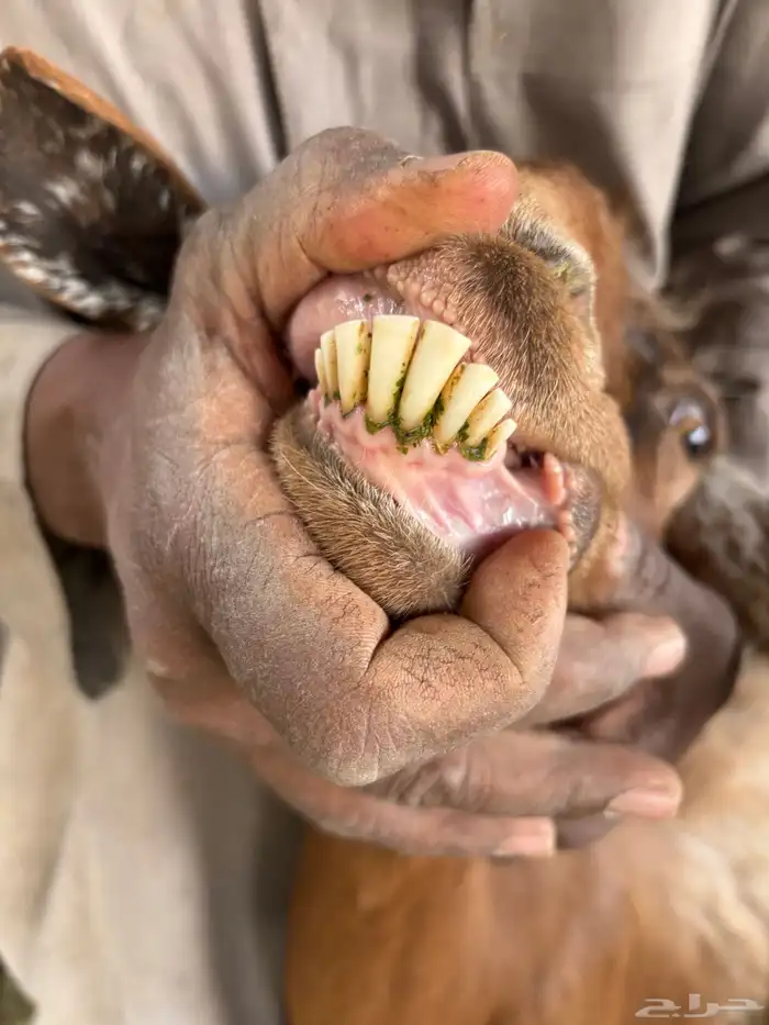 للبيع معزا دفيع ومضاريع 10