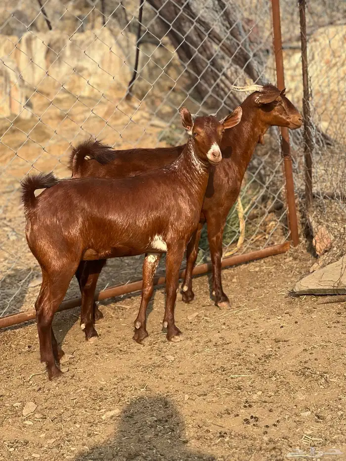 جفار دهم بعضهم دفيع 2