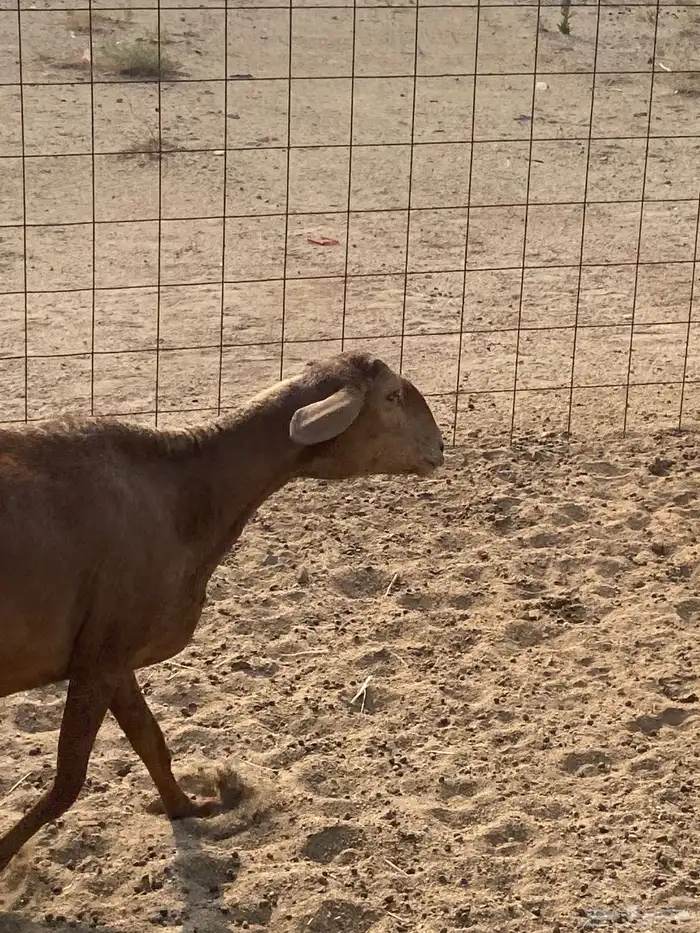 ضان سواكن خلفات 6